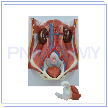 PNT-0569 high quality dual-sex urinary system model